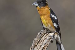 Black-headed Grosbeak, Pheucticus melanocephalus