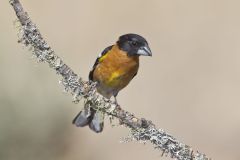 Black-headed Grosbeak, Pheucticus melanocephalus