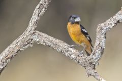 Black-headed Grosbeak, Pheucticus melanocephalus