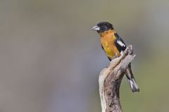 Black-headed Grosbeak, Pheucticus melanocephalus