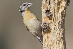 Black-headed Grosbeak, Pheucticus melanocephalus