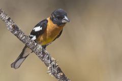 Black-headed Grosbeak, Pheucticus melanocephalus