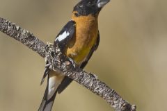 Black-headed Grosbeak, Pheucticus melanocephalus