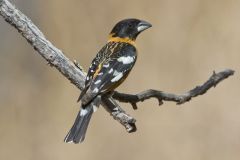 Black-headed Grosbeak, Pheucticus melanocephalus