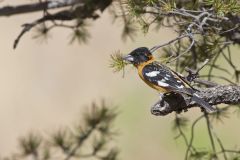 Black-headed Grosbeak, Pheucticus melanocephalus