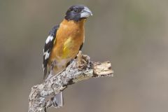 Black-headed Grosbeak, Pheucticus melanocephalus