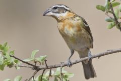 Black-headed Grosbeak, Pheucticus melanocephalus