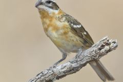 Black-headed Grosbeak, Pheucticus melanocephalus