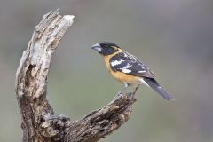 Black-headed Grosbeak, Pheucticus melanocephalus