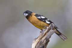 Black-headed Grosbeak, Pheucticus melanocephalus