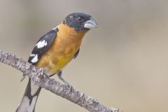 Black-headed Grosbeak, Pheucticus melanocephalus