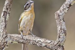 Black-headed Grosbeak, Pheucticus melanocephalus