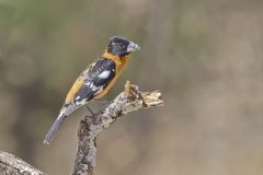 Black-headed Grosbeak, Pheucticus melanocephalus