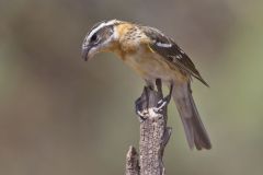 Black-headed Grosbeak, Pheucticus melanocephalus