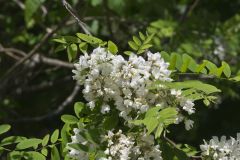 Black Locust, Robinia pseudoacacia