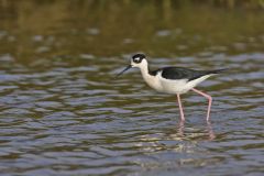 Black-necked Stilt, Himantopus mexicanus