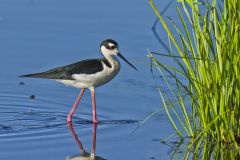 Black-necked Stilt, Himantopus mexicanus