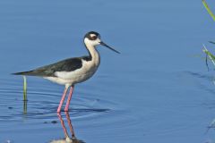 Black-necked Stilt, Himantopus mexicanus