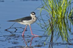 Black-necked Stilt, Himantopus mexicanus