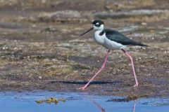 Black-necked Stilt, Himantopus mexicanus