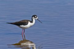 Black-necked Stilt, Himantopus mexicanus