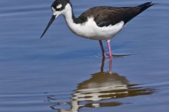 Black-necked Stilt, Himantopus mexicanus