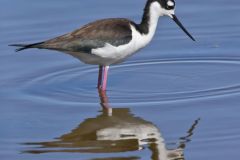 Black-necked Stilt, Himantopus mexicanus