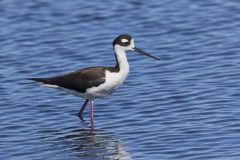 Black-necked Stilt, Himantopus mexicanus