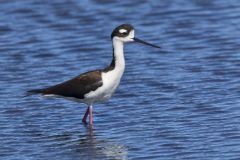 Black-necked Stilt, Himantopus mexicanus