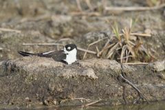 Black-necked Stilt, Himantopus mexicanus