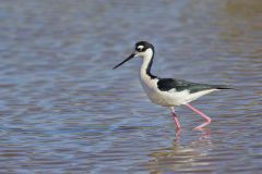 Black-necked Stilt, Himantopus mexicanus