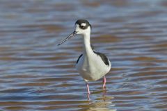 Black-necked Stilt, Himantopus mexicanus