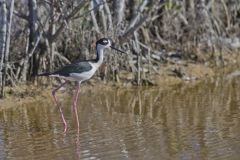 Black-necked Stilt, Himantopus mexicanus