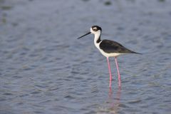 Black-necked Stilt, Himantopus mexicanus