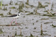 Black-necked Stilt, Himantopus mexicanus