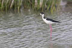 Black-necked Stilt, Himantopus mexicanus