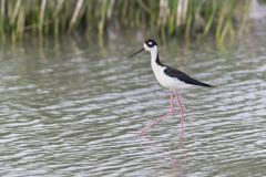 Black-necked Stilt, Himantopus mexicanus