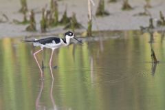 Black-necked Stilt, Himantopus mexicanus