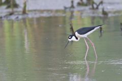 Black-necked Stilt, Himantopus mexicanus