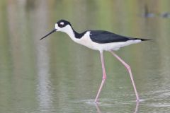 Black-necked Stilt, Himantopus mexicanus