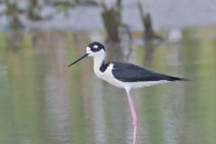 Black-necked Stilt, Himantopus mexicanus