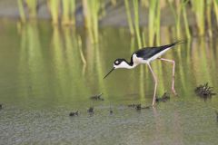 Black-necked Stilt, Himantopus mexicanus