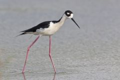 Black-necked Stilt, Himantopus mexicanus