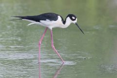 Black-necked Stilt, Himantopus mexicanus