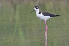 Black-necked Stilt, Himantopus mexicanus