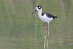 Black-necked Stilt, Himantopus mexicanus