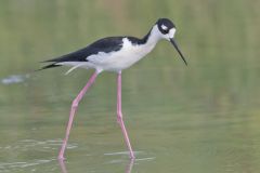 Black-necked Stilt, Himantopus mexicanus