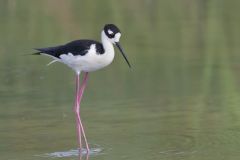 Black-necked Stilt, Himantopus mexicanus