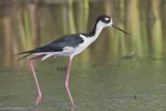 Black-necked Stilt, Himantopus mexicanus