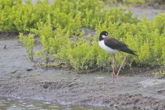 Black-necked Stilt, Himantopus mexicanus